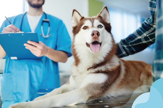 Como a assistência oncológica pode ser essencial para seu pet!