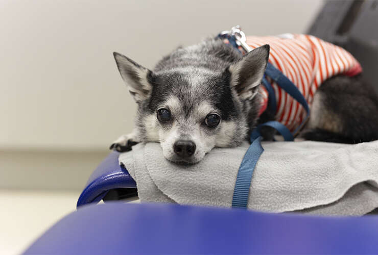 Qual exame realizar para detectar câncer em cachorro ?