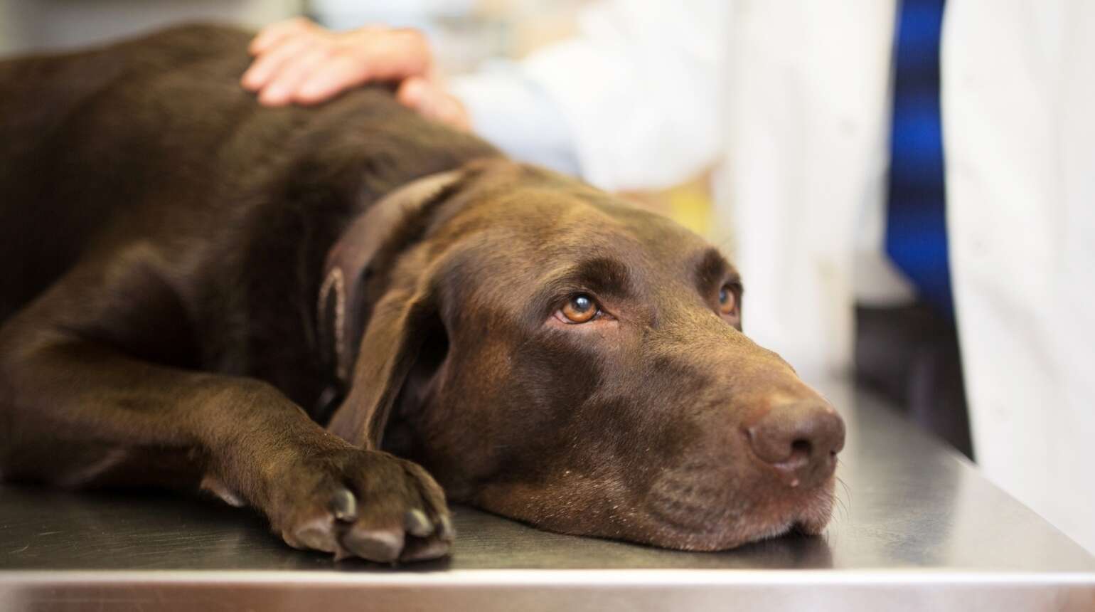 O que é eletroquimioterapia em cachorro?