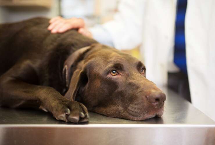 O que é eletroquimioterapia em cachorro?