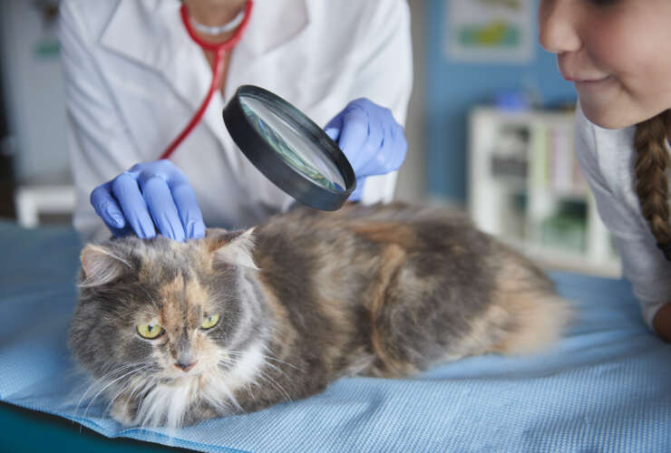 Quais são as principais doenças de pele que surgem entre cães e gatos?