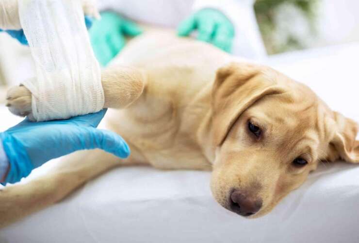 Os cinco problemas ortopédicos mais comuns em cães e gatos!
