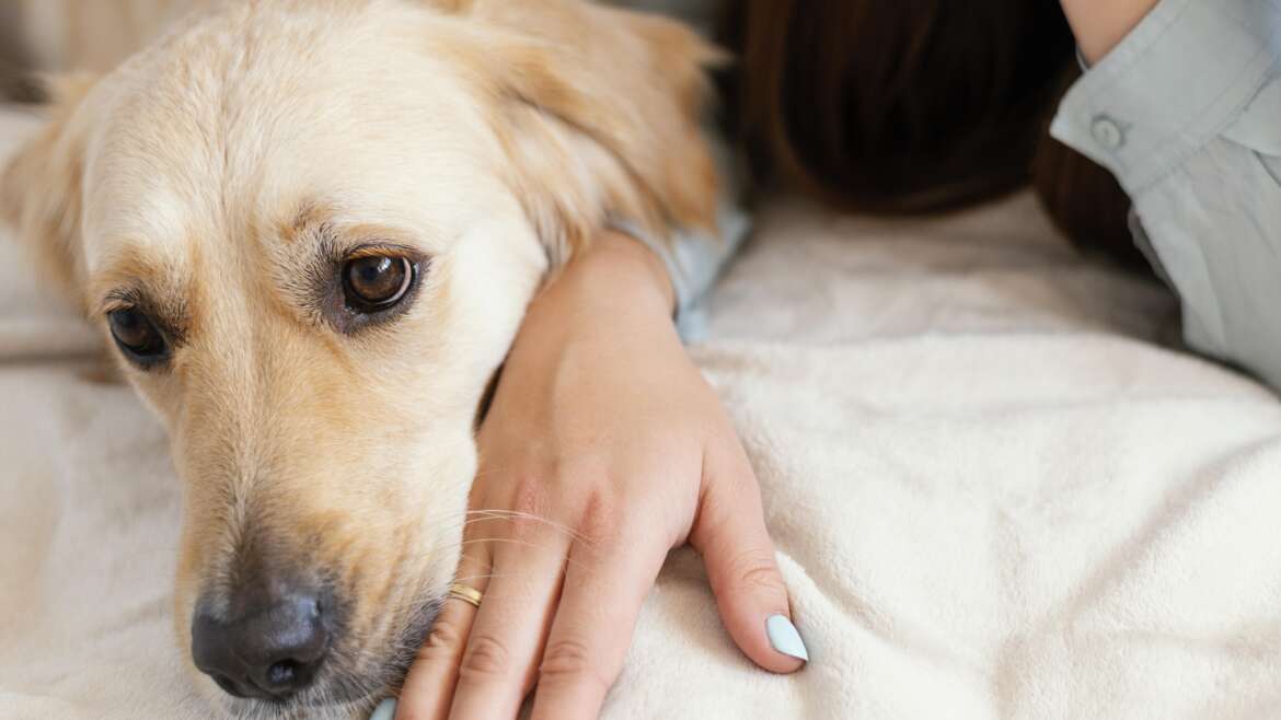 O que causa parada cardíaca em cachorro?