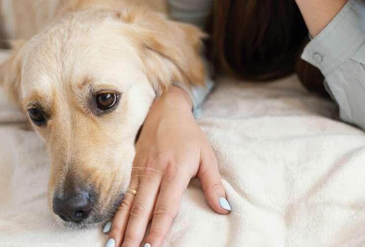 O que causa parada cardíaca em cachorro?