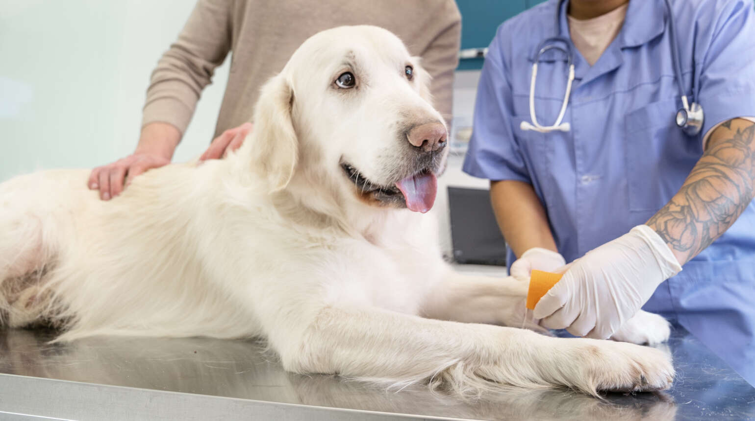 Tudo sobre osteocondrose em cães