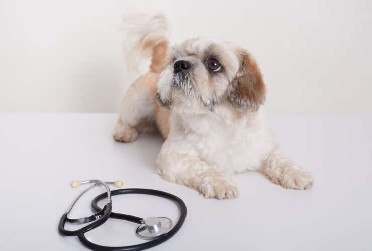 5 doenças cardíacas que mais afetam cães e gatos