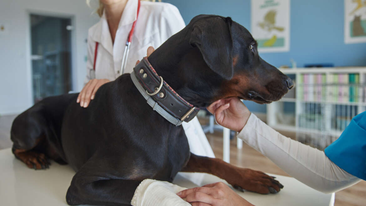 Quais são os sintomas de um pré-infarto canino?