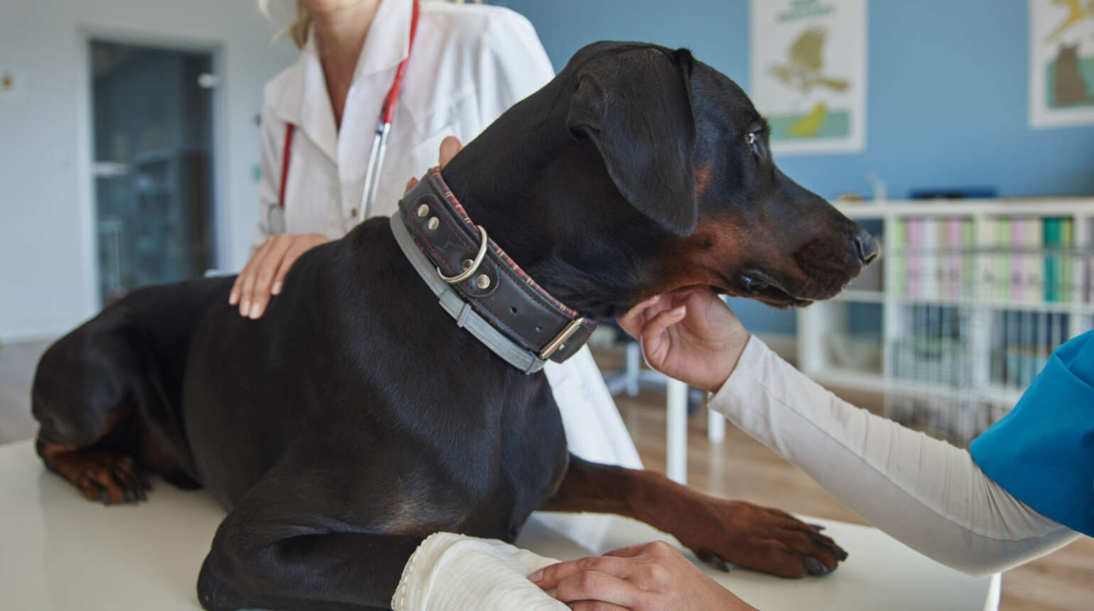 Quais são os sintomas de um pré-infarto canino?