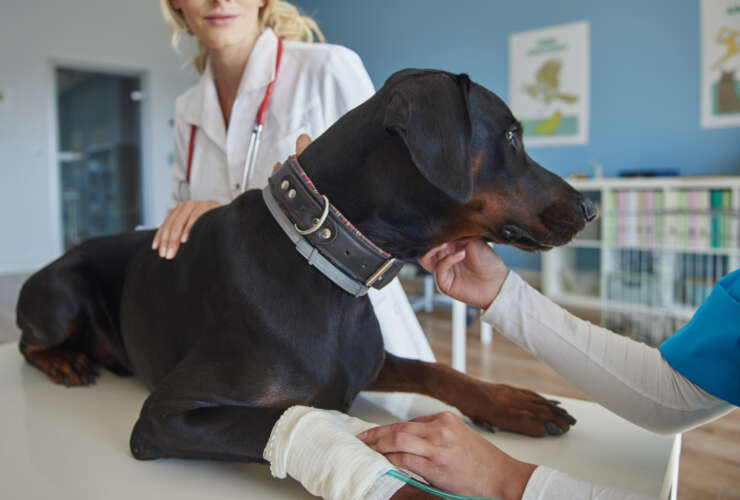 Quais são os sintomas de um pré-infarto canino?