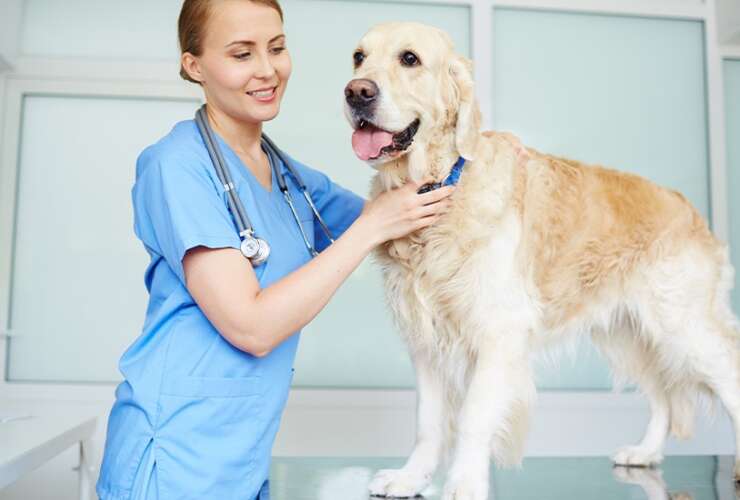 Problemas hormonais no seu pet, consulte um endocrinologista veterinário!
