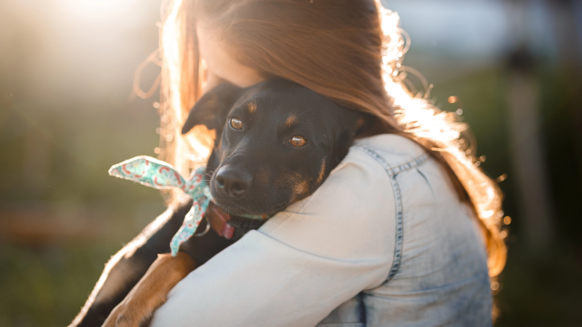 Técnicas domésticas de reabilitação canina