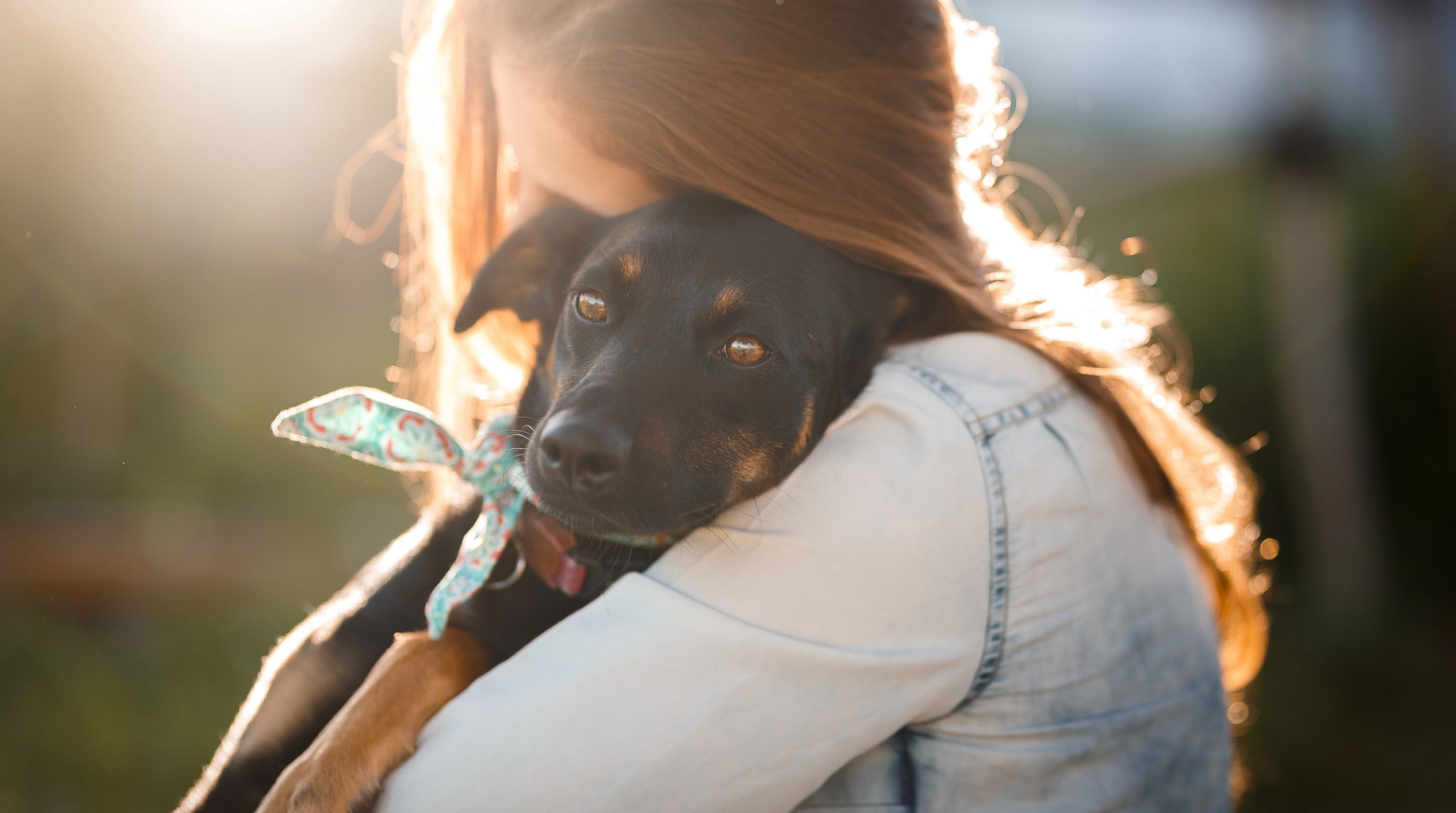 Técnicas domésticas de reabilitação canina