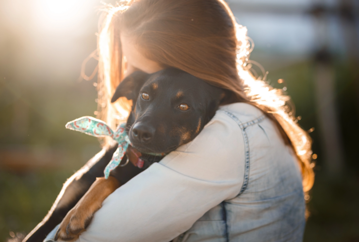 Técnicas domésticas de reabilitação canina