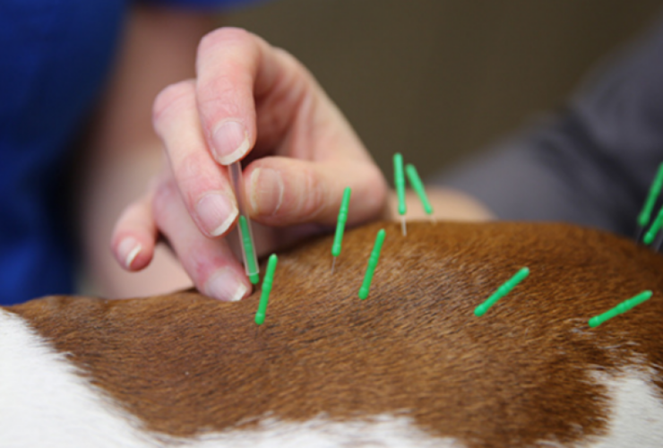 8 fatos que você precisa saber de acupuntura para cães