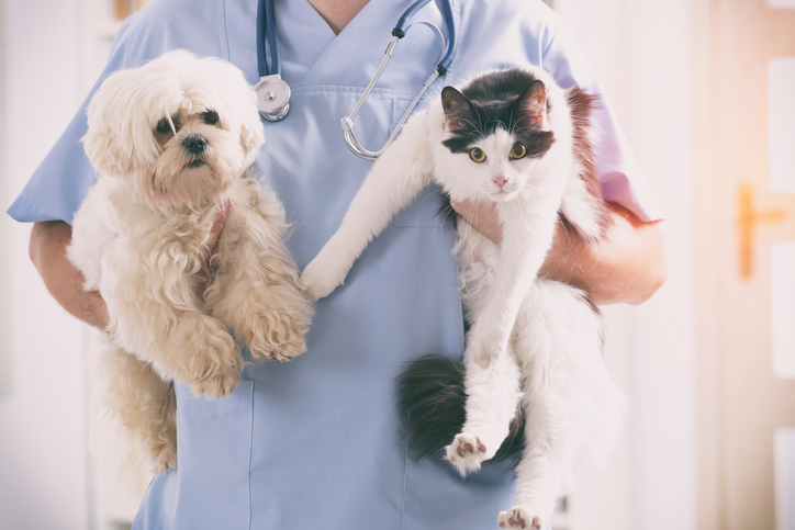 Oncologista Veterinário- Cuidando e combatendo o câncer nos nossos companheiros de quatro patas.