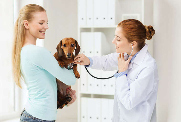 Quais as doenças cardíacas mais frequentes em pets?