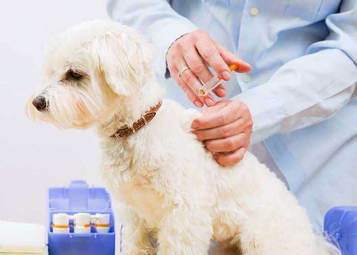 Em quais casos a ozonioterapia é indicada para os pets?