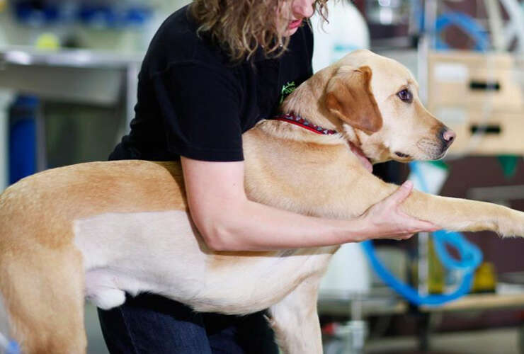 Fisioterapia dá qualidade de vida  aos animais de estimação!