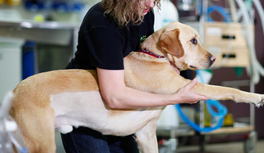 Fisioterapia dá qualidade de vida  aos animais de estimação!