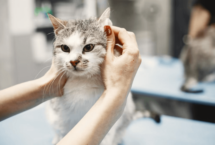Acne em gatos: sintomas, causa e tratamento!