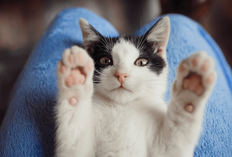 Comportamento felino: Como um especialista em felinos pode ajudar a entender e lidar com o comportamento dos gatos!