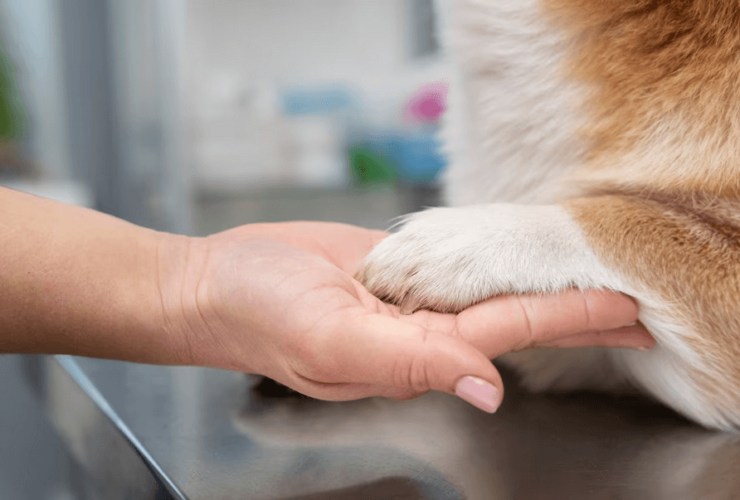 Fisioterapia em animais com problemas neurológicos como pode ajudar a melhorar o controle motor e a qualidade de vida!