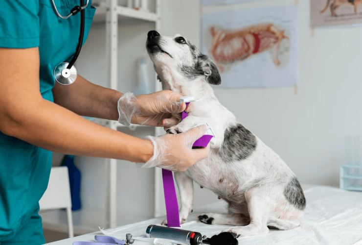 Importância da detecção precoce do câncer em animais: Benefícios e efeitos colaterais.