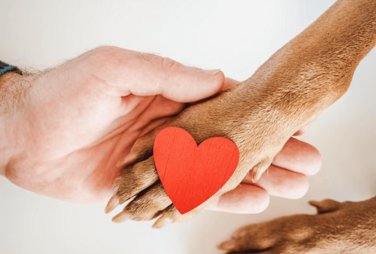 A conscientização sobre a importância da doação de sangue para pets: Campanhas e iniciativas para incentivar a doação!
