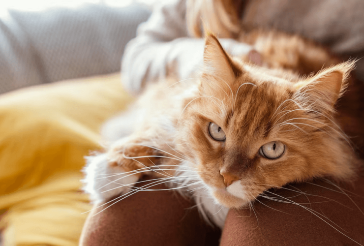 Comportamento Felino: Análise e Intervenções de Especialistas em Felinos