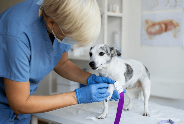 A importância da triagem em bancos de sangue para pets