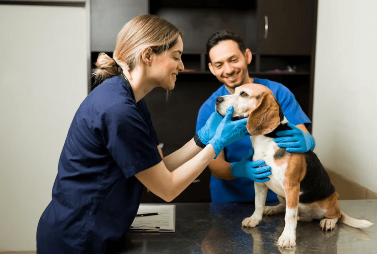 Dermatologia Veterinária, diagnósticos e tratamentos para seu pet