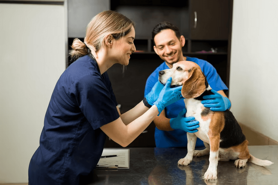 Dermatologia Veterinária, diagnósticos e tratamentos para seu pet