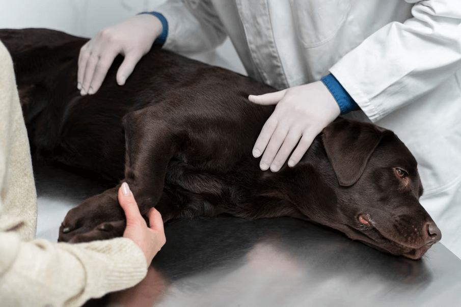 Fisioterapia Veterinária e os tratamentos eficazes que ela oferece