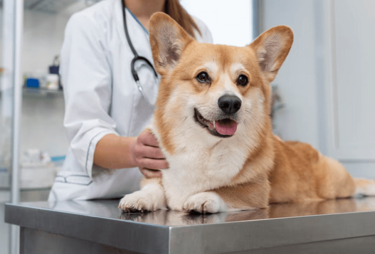 Oncologia Veterinária fornecendo cuidado para animais com câncer