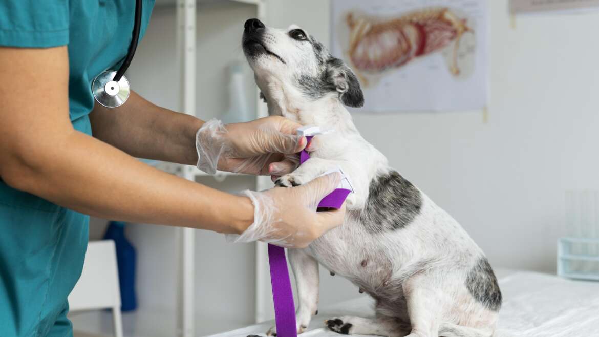 Quando consultar um neurologista veterinário, identificando os sinais de alerta em animais de estimação.