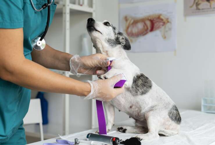 Quando consultar um neurologista veterinário, identificando os sinais de alerta em animais de estimação.