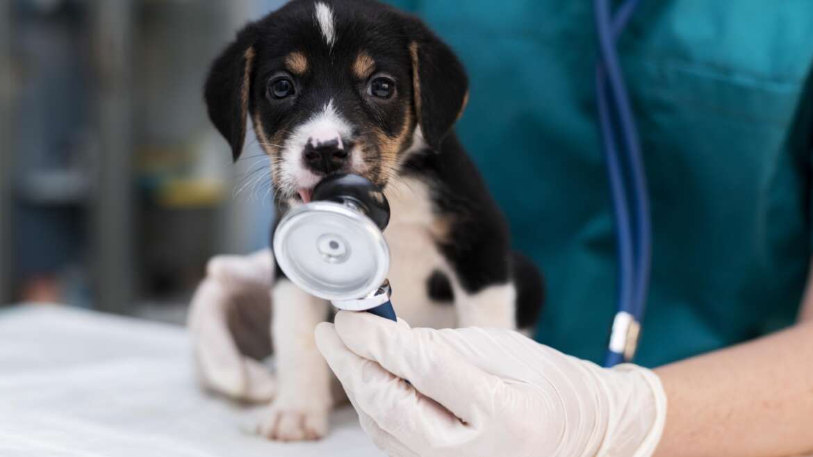 Entendendo a importância do Cardiologista Veterinário na saúde Cardiovascular do pet.