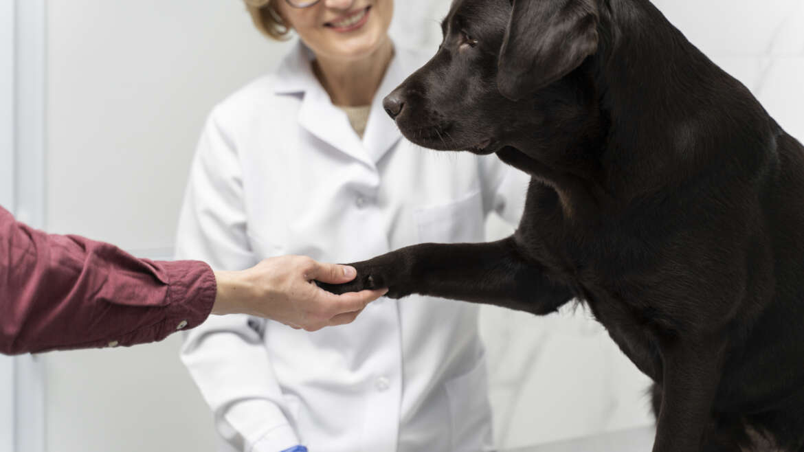 Reabilitação Canina: Tratamentos não invasivos para aliviar a dor e promover a recuperação.