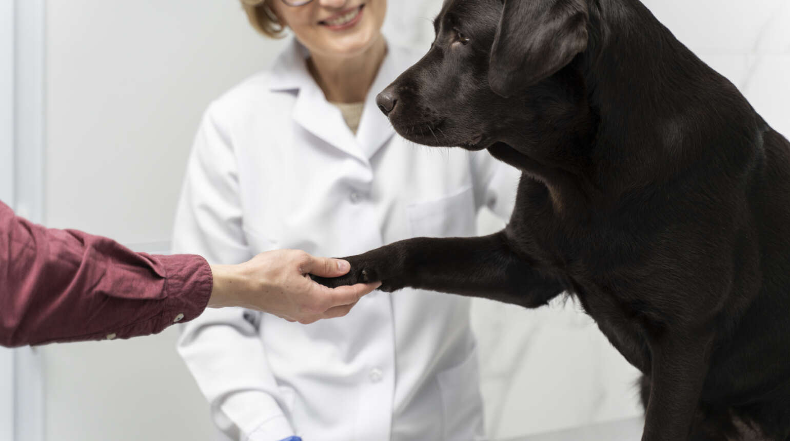 Reabilitação Canina: Tratamentos não invasivos para aliviar a dor e promover a recuperação.