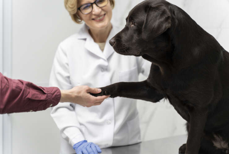 Reabilitação Canina: Tratamentos não invasivos para aliviar a dor e promover a recuperação.