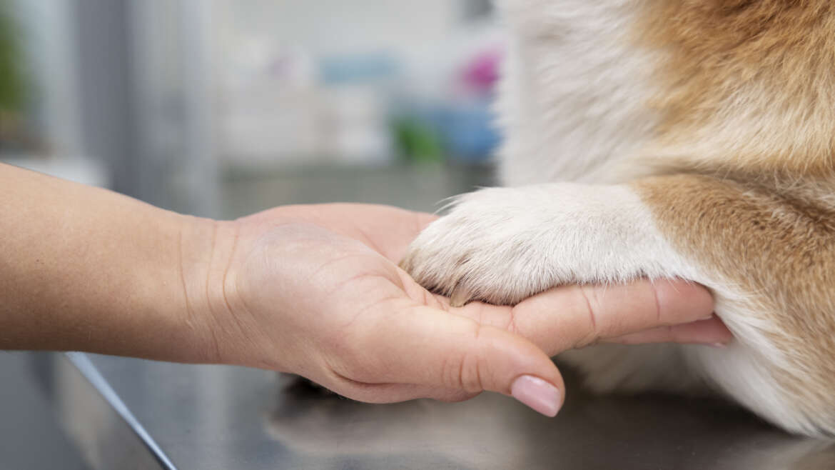 Agradeça com um sorriso: Conheça a importância dos bancos de sangue para pets e a gratidão dos animais beneficiados