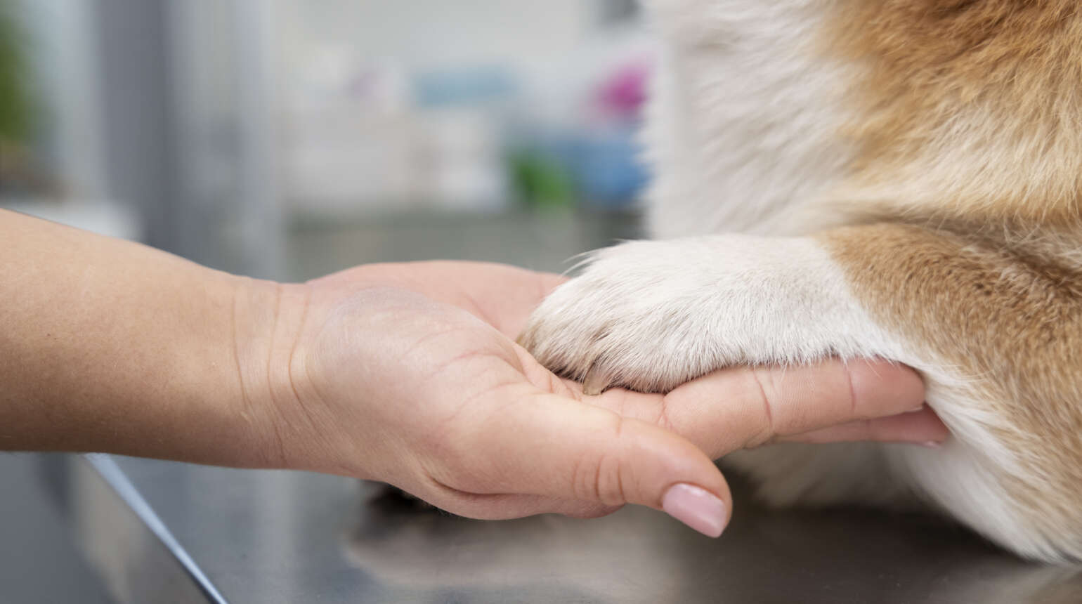 Agradeça com um sorriso: Conheça a importância dos bancos de sangue para pets e a gratidão dos animais beneficiados