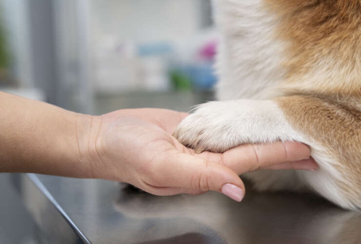 Agradeça com um sorriso: Conheça a importância dos bancos de sangue para pets e a gratidão dos animais beneficiados