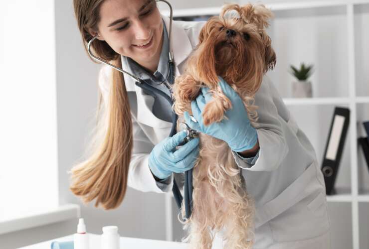 Benefícios do plano de saúde para pets: Acesso facilitado a cuidados médicos veterinários