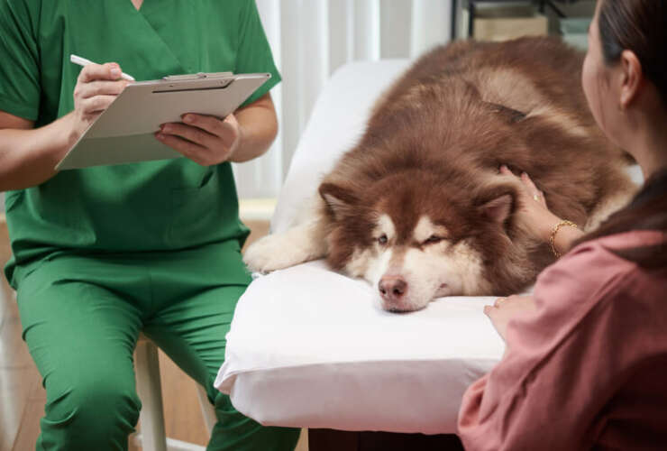 Acupuntura veterinária cuidando do bem-estar dos nossos pets.