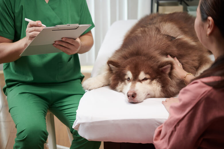 Acupuntura veterinária cuidando do bem-estar dos nossos pets.
